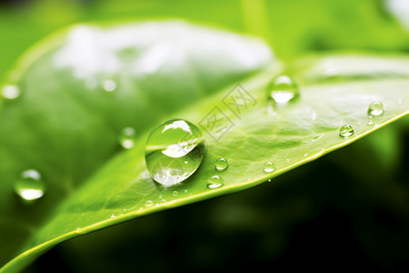 绿叶上的雨滴背景图片