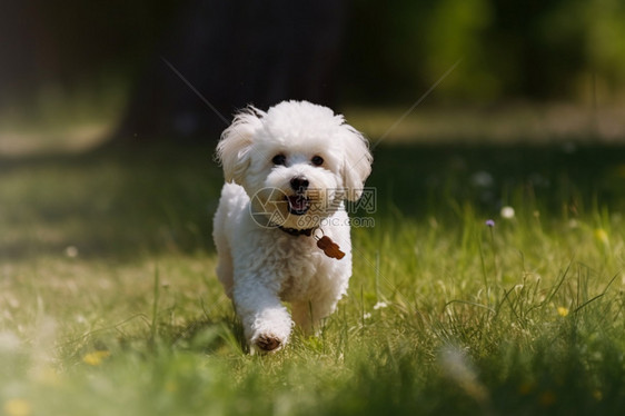 家养的白色比熊犬图片