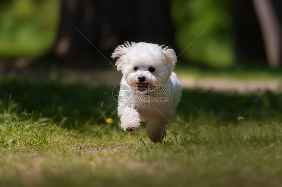 可爱的比熊犬图片