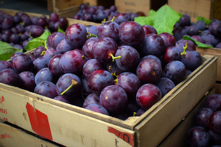 成熟的紫色葡萄图片