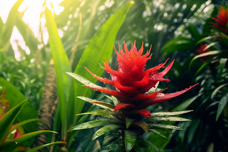 花园中的凤梨科花朵图片