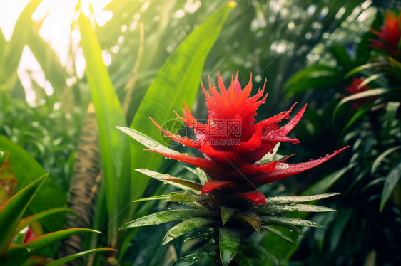 花园中的凤梨科花朵图片