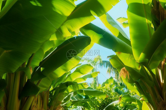 大型香蕉种植园图片