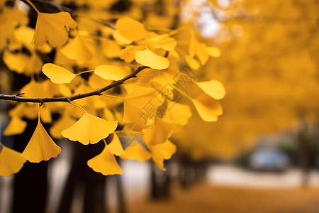 叶子百折扇金黄色的树叶背景