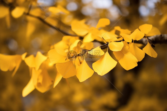 秋天金黄色的扇叶图片