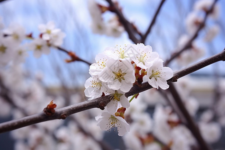 树上的桃花图片