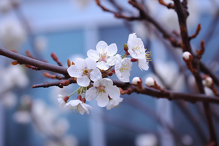 白色的花朵桃花背景图片