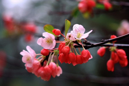 美丽的海棠花图片