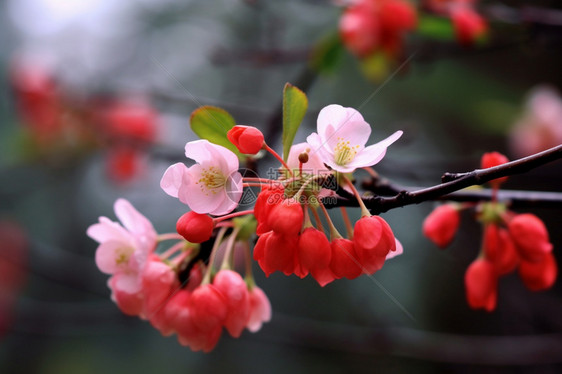 美丽的海棠花图片