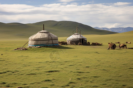 草原中的蒙古包和家畜图片