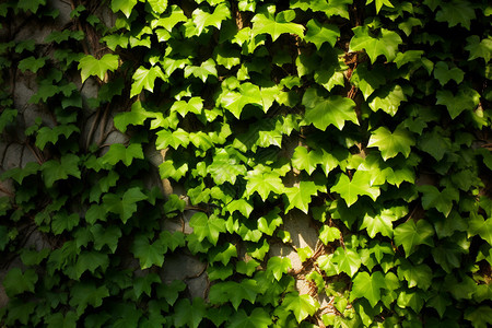 绿色藤蔓背景墙图片