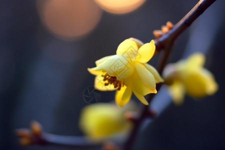 黄花在树枝上图片