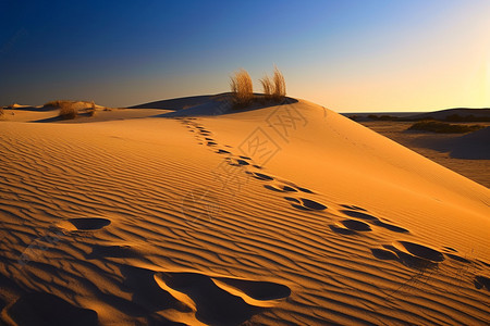 秋天沙漠的自然景观背景图片