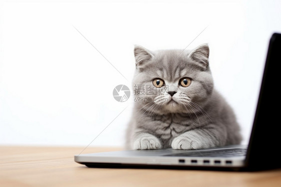 电脑桌上的可爱小猫图片