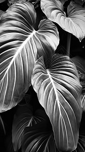 黑白的植物叶子图片