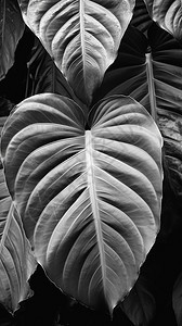 的黑白植物叶子图片