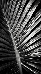 黑白棕榈叶子图片