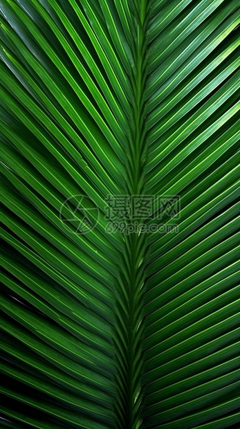 翠绿的棕榈叶子图片