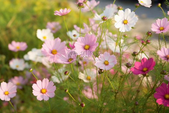 草地上的美丽花朵图片