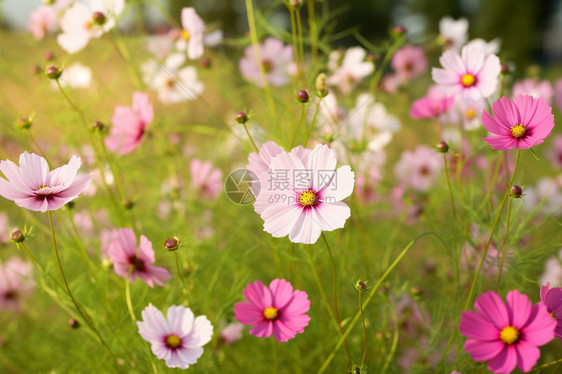 春天草地的鲜花图片