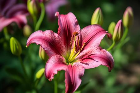 粉色百合花粉色的百合花背景