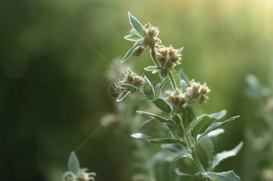 野生的植物图片