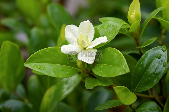 户外美丽的茉莉图片