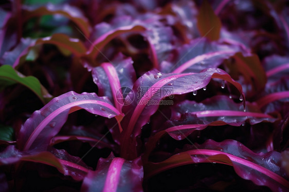 美丽的植物图片