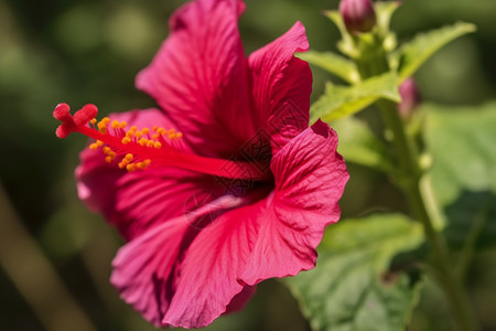 花园中美丽的芙蓉葵图片