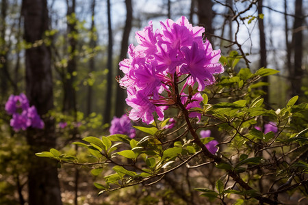 森林中美丽的花朵图片