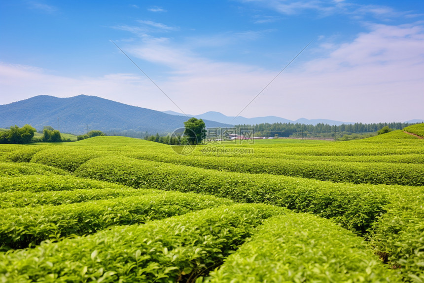 农场的茶园图片