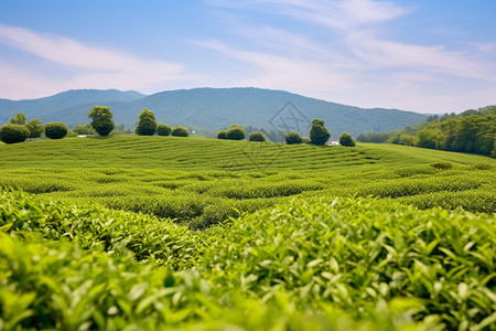 绿油油的茶园图片