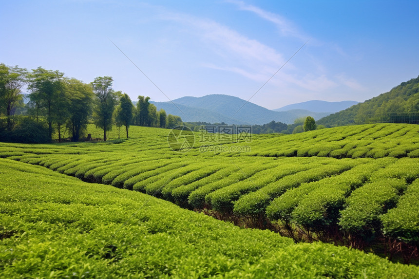 茶园种植的茶叶高清图片下载-正版图片600319486-摄图网