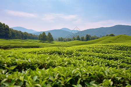 春天的茶园图片