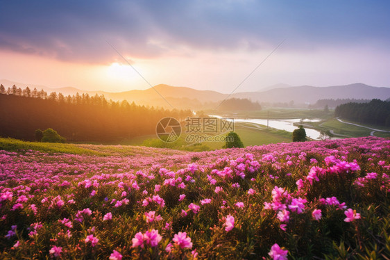 清晨的杜鹃花海图片