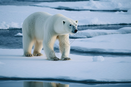 北极熊站立在冰川上图片