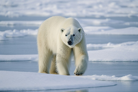 冰川中行走的北极熊图片