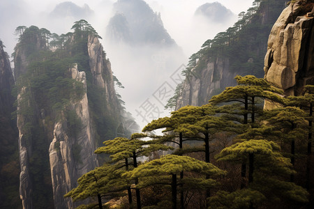 美丽的黄山景观背景图片