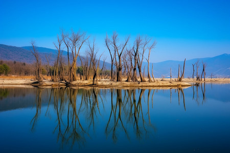 湖边枯萎的大树背景图片