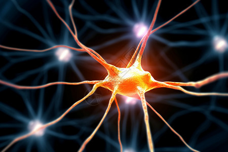 神经元结构图片