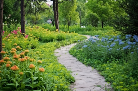 公园小路旁盛开的野花图片