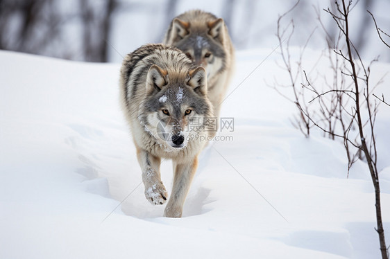 冬天地中的狼群图片