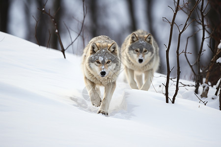 森林中的野生狼群图片