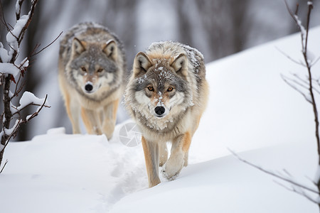 雪地中的狼群图片