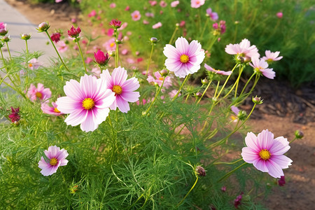 夏季公园绽放的鲜花图片