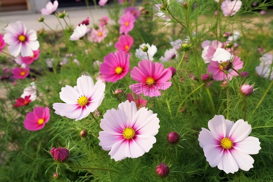 春天漂亮的洋甘菊图片