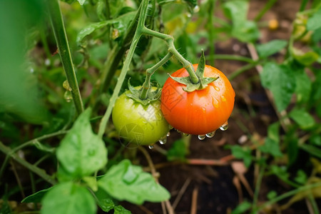 绿色植物园里的红番茄背景图片