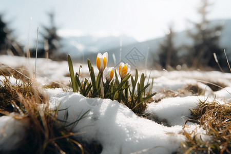 雪地里的雪花莲图片