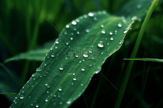 绿油油的植物图片