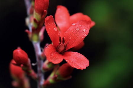 红色的花图片